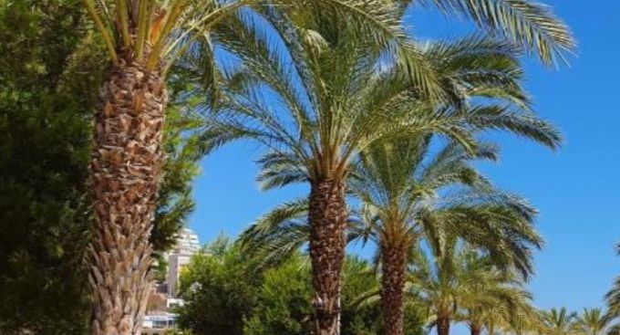 La Cala 
500 m  til stranden